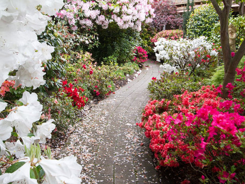 538 great king motel garden 1